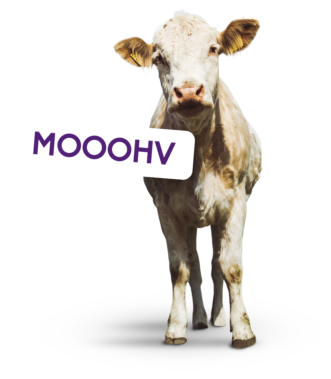mooohvtv_cow