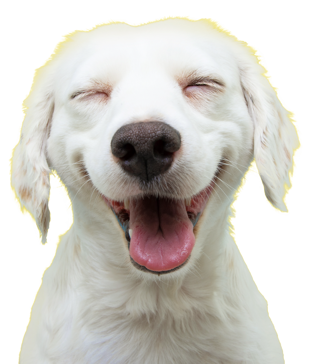 vohv_dog